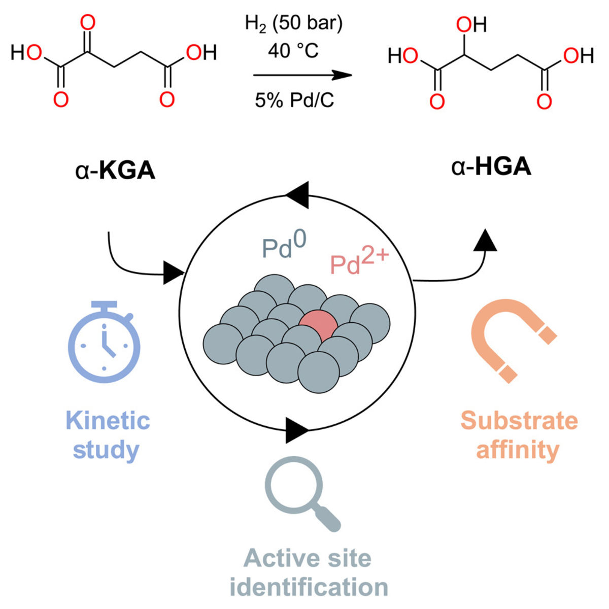 [101] Unraveling the hydrogenation of α-ketoglutaric acid on Pd through active sites, substrate structure, and kinetics