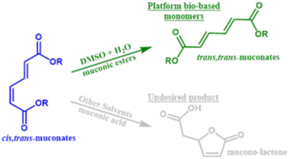 [83] Solvent-driven isomerization of muconates in DMSO: reaction mechanism and process sustainability